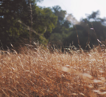 步行者关键时刻爆发，击败劲敌保卫主场