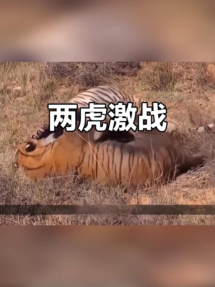 场上对决激烈难分胜负,精彩纷呈情景 场上对决激烈难分胜负,精彩纷呈情景