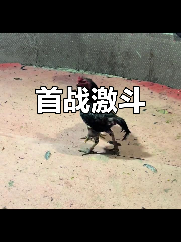 场上对决激烈难分胜负,精彩纷呈情景 场上对决激烈难分胜负,精彩纷呈情景